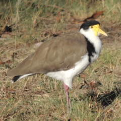 Vanellus miles (Masked Lapwing) at Greenway, ACT - 9 Mar 2015 by michaelb