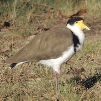 Vanellus miles (Masked Lapwing) at Pine Island to Point Hut - 9 Mar 2015 by michaelb