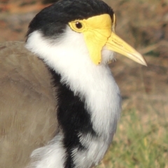 Vanellus miles at Greenway, ACT - 9 Mar 2015 06:41 PM