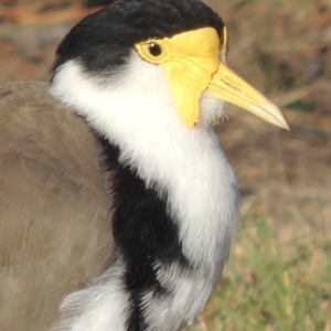 Vanellus miles at Greenway, ACT - 9 Mar 2015 06:41 PM