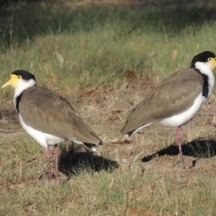 Vanellus miles at Greenway, ACT - 9 Mar 2015 06:41 PM