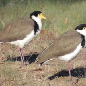 Vanellus miles at Greenway, ACT - 9 Mar 2015 06:41 PM