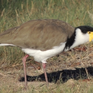 Vanellus miles at Greenway, ACT - 9 Mar 2015 06:41 PM