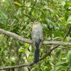 Cacomantis flabelliformis (Fan-tailed Cuckoo) at Cotter River, ACT - 6 Jan 2016 by ArcherCallaway