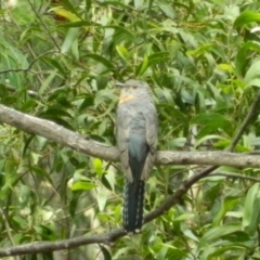 Cacomantis flabelliformis (Fan-tailed Cuckoo) at Cotter River, ACT - 6 Jan 2016 by RyuCallaway