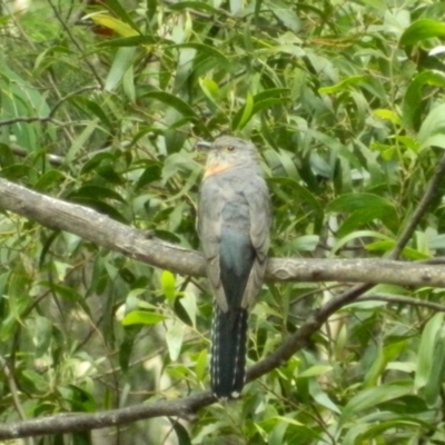 Cacomantis flabelliformis (Fan-tailed Cuckoo) at Cotter River, ACT - 6 Jan 2016 by ArcherCallaway