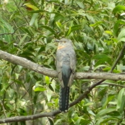 Cacomantis flabelliformis (Fan-tailed Cuckoo) at Cotter River, ACT - 6 Jan 2016 by RyuCallaway