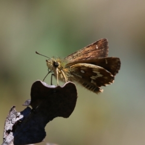 Atkinsia dominula at Mount Clear, ACT - suppressed