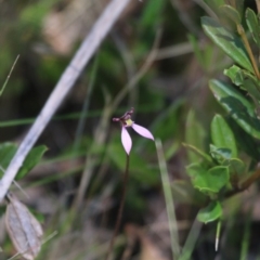 Eriochilus magenteus (Magenta Autumn Orchid) at Namadgi National Park - 6 Feb 2016 by SuziBond