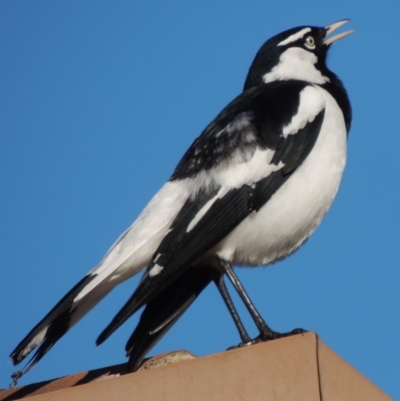 Grallina cyanoleuca (Magpie-lark) at Conder, ACT - 4 May 2014 by michaelb
