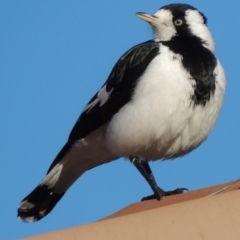 Grallina cyanoleuca (Magpie-lark) at Pollinator-friendly garden Conder - 3 May 2014 by michaelb