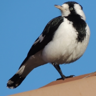 Grallina cyanoleuca (Magpie-lark) at Conder, ACT - 4 May 2014 by michaelb