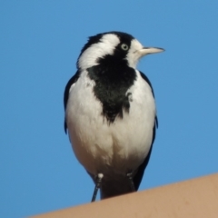 Grallina cyanoleuca at Conder, ACT - 4 May 2014 09:42 AM