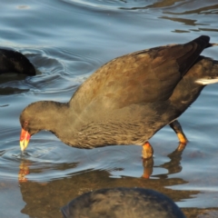 Gallinula tenebrosa (Dusky Moorhen) at Greenway, ACT - 22 Aug 2014 by MichaelBedingfield