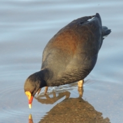 Gallinula tenebrosa at Greenway, ACT - 22 Aug 2014