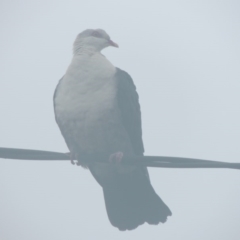 Columba leucomela (White-headed Pigeon) at Kioloa, NSW - 13 Jun 2014 by michaelb