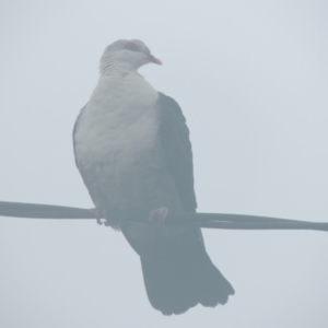 Columba leucomela at Merry Street - 13 Jun 2014