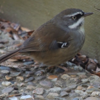 Sericornis frontalis (White-browed Scrubwren) at Molonglo Valley, ACT - 3 Jun 2015 by MichaelBedingfield
