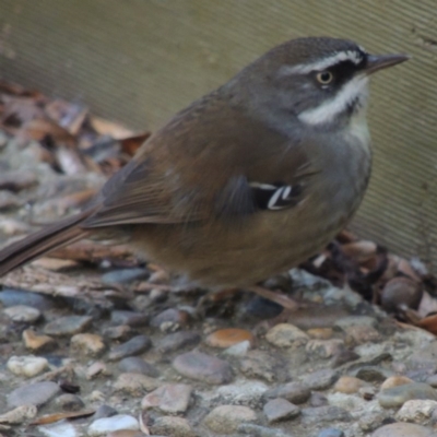 Sericornis frontalis (White-browed Scrubwren) at Molonglo Valley, ACT - 3 Jun 2015 by michaelb