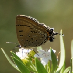 Jalmenus ictinus (Stencilled Hairstreak) at Red Hill Nature Reserve - 9 Feb 2016 by roymcd