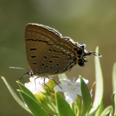 Jalmenus ictinus (Stencilled Hairstreak) at Red Hill, ACT - 9 Feb 2016 by roymcd