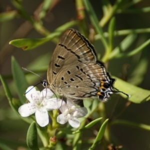 Jalmenus ictinus at Red Hill, ACT - 9 Feb 2016