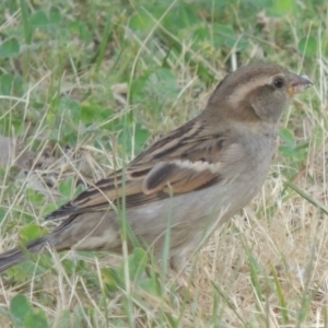 Passer domesticus at Conder, ACT - 19 Oct 2014