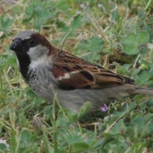 Passer domesticus at Conder, ACT - 21 Oct 2014 04:32 PM