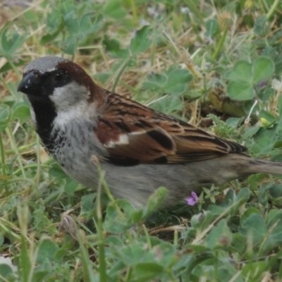 Passer domesticus (House Sparrow) at Pollinator-friendly garden Conder - 21 Oct 2014 by michaelb