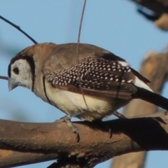 Stizoptera bichenovii (Double-barred Finch) at Point Hut to Tharwa - 29 Dec 2015 by michaelb