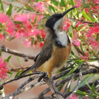 Acanthorhynchus tenuirostris (Eastern Spinebill) at Pollinator-friendly garden Conder - 28 Apr 2014 by michaelb