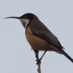 Acanthorhynchus tenuirostris (Eastern Spinebill) at Conder, ACT - 23 Jul 2014 by michaelb