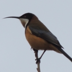 Acanthorhynchus tenuirostris (Eastern Spinebill) at Conder, ACT - 24 Jul 2014 by MichaelBedingfield