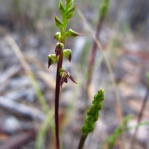 Corunastylis clivicola at Cook, ACT - suppressed