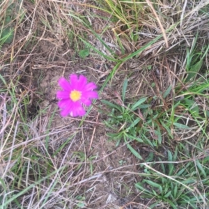 Calotis scabiosifolia var. integrifolia at Mount Clear, ACT - 11 Feb 2016