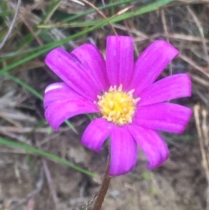 Calotis scabiosifolia var. integrifolia at Mount Clear, ACT - 11 Feb 2016