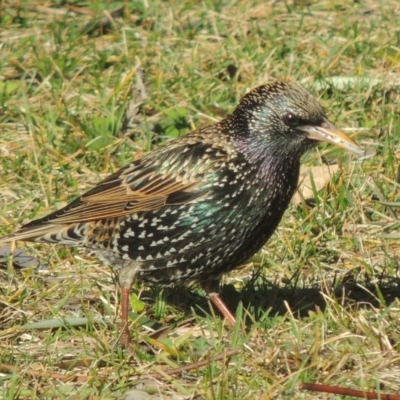 Sturnus vulgaris (Common Starling) at Pollinator-friendly garden Conder - 19 Jul 2014 by michaelb