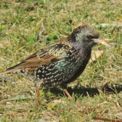 Sturnus vulgaris (Common Starling) at Pollinator-friendly garden Conder - 19 Jul 2014 by michaelb