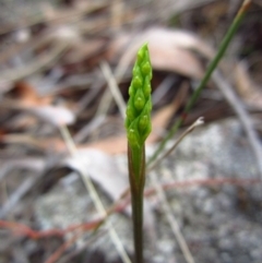 Corunastylis cornuta (Horned Midge Orchid) at Aranda, ACT - 10 Feb 2016 by CathB