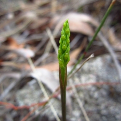 Corunastylis cornuta (Horned Midge Orchid) at Aranda Bushland - 10 Feb 2016 by CathB