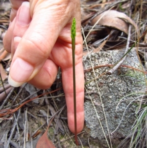 Corunastylis cornuta at Aranda, ACT - suppressed