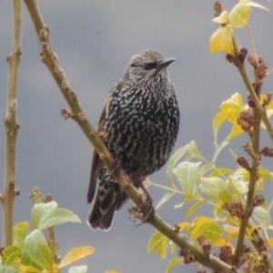 Sturnus vulgaris at Conder, ACT - 3 May 2014 09:39 AM