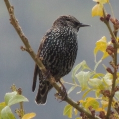 Sturnus vulgaris at Conder, ACT - 3 May 2014 09:39 AM