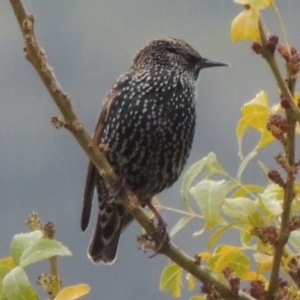 Sturnus vulgaris at Conder, ACT - 3 May 2014 09:39 AM