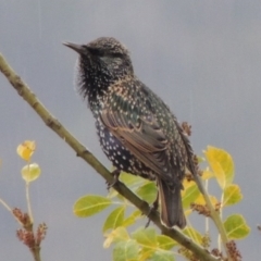 Sturnus vulgaris at Conder, ACT - 3 May 2014 09:39 AM