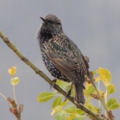 Sturnus vulgaris at Conder, ACT - 3 May 2014 09:39 AM