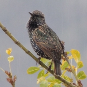 Sturnus vulgaris at Conder, ACT - 3 May 2014 09:39 AM