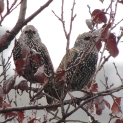 Sturnus vulgaris at Conder, ACT - 3 May 2014 09:39 AM