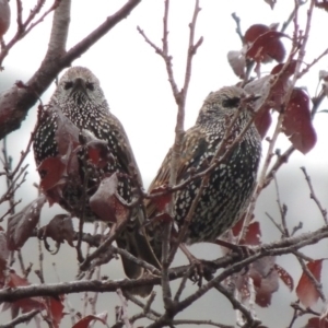 Sturnus vulgaris at Conder, ACT - 3 May 2014 09:39 AM