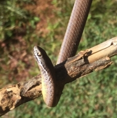 Drysdalia coronoides (White-lipped Snake) at Namadgi National Park - 11 Feb 2016 by jackfrench
